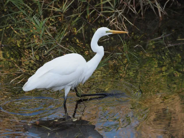 Species Image