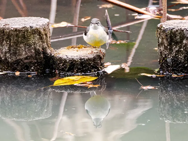 Species Image