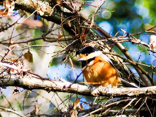 Species Image