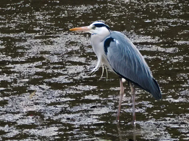 Species Image