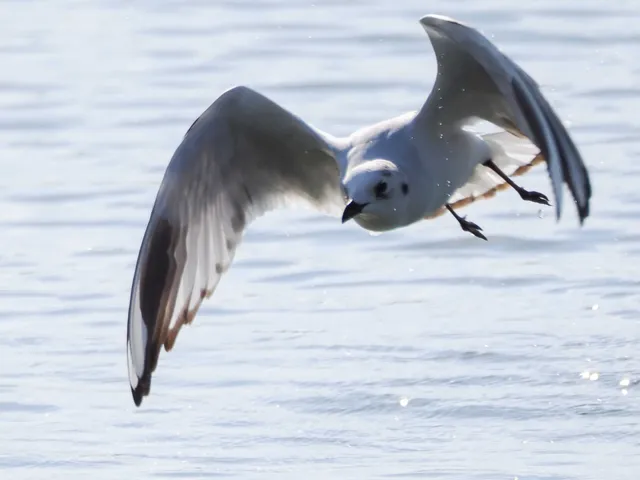 Species Image