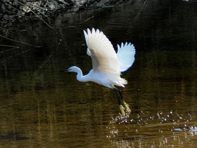 Species Image