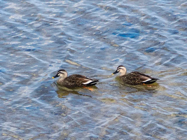 Species Image