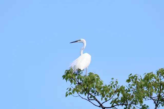 Species Image