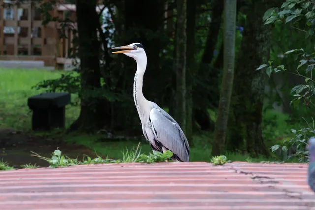 Species Image