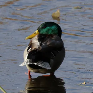 Species Image