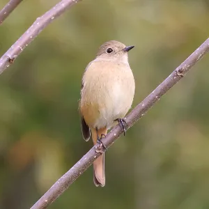 Species Image
