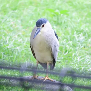 Species Image