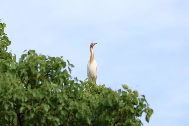 Species Image