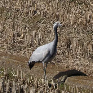 野鳥の写真