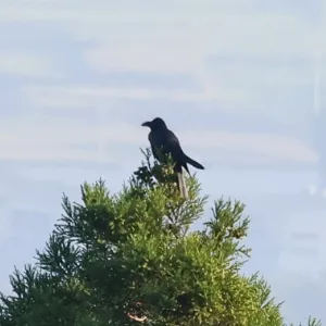 Species Image