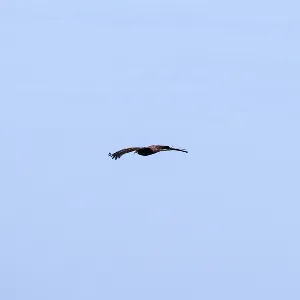 Species Image