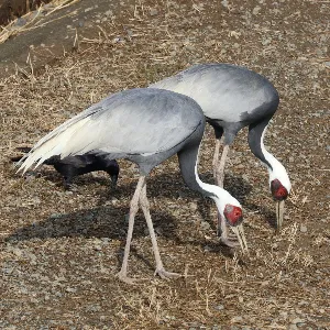 Species Image