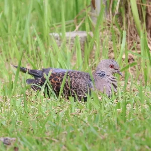 Species Image