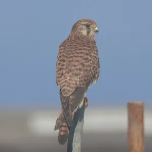 Species Image