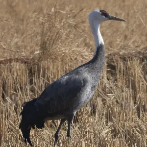 Species Image