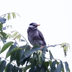 Species Image