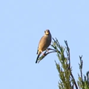 Species Image