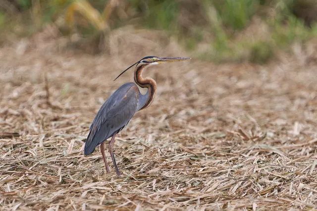 Species Image