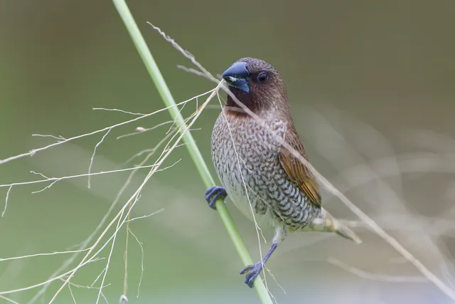Species Image