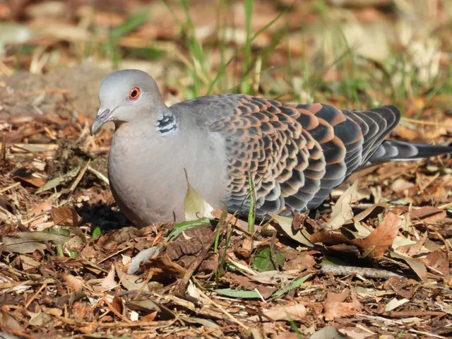 野鳥の写真