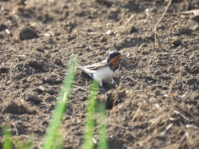 野鳥の写真
