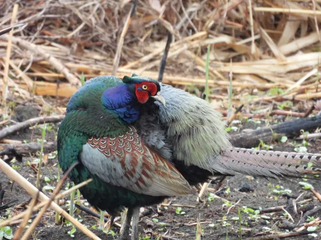 野鳥の写真