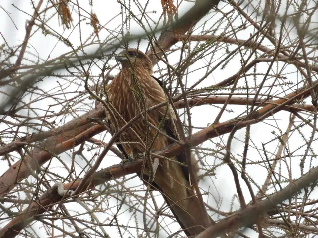 野鳥の写真