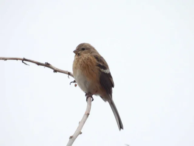野鳥の写真