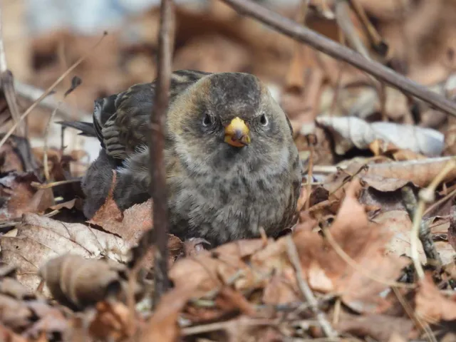 野鳥の写真