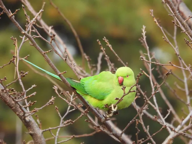 野鳥の写真