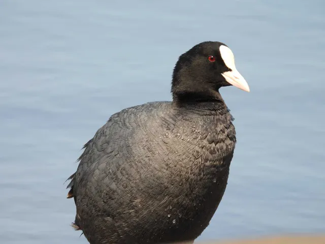 野鳥の写真