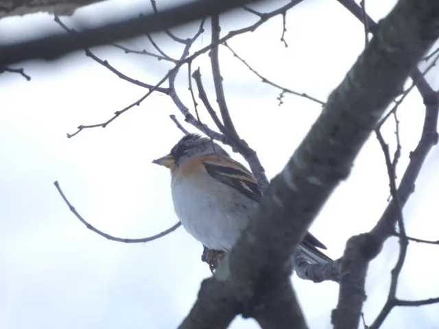 野鳥の写真