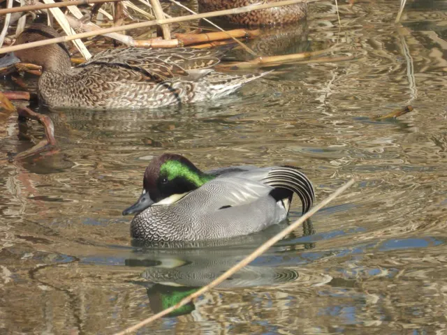 野鳥の写真