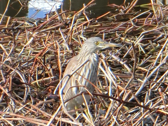 野鳥の写真