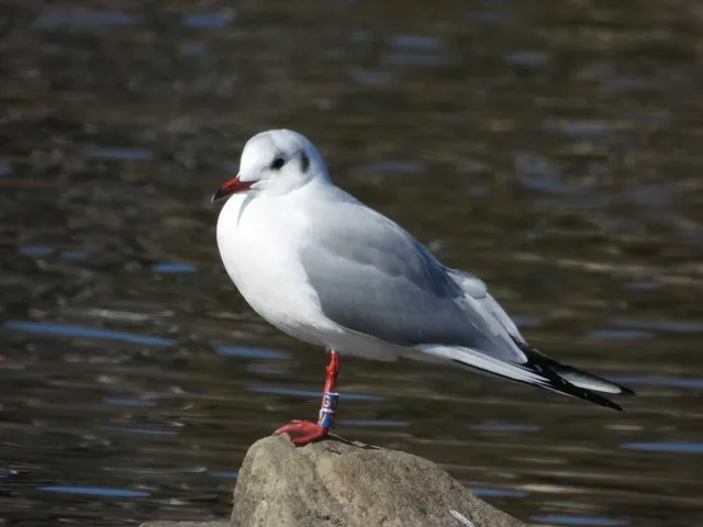 野鳥の写真