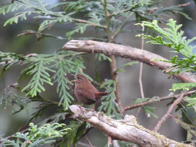 野鳥の写真