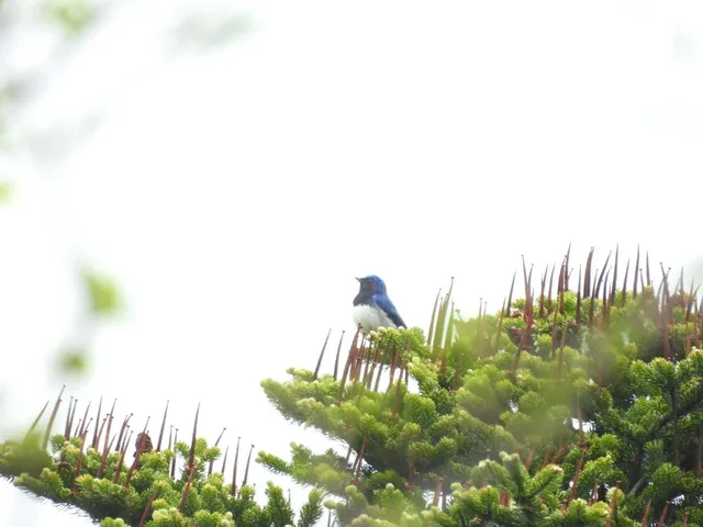 野鳥の写真