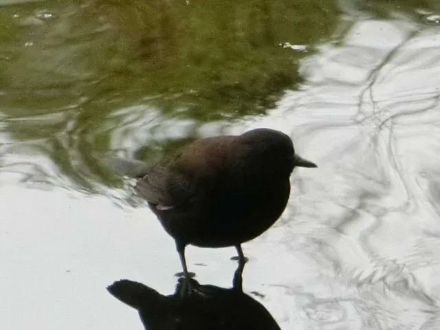 野鳥の写真