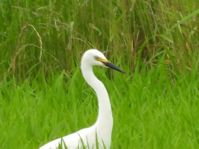 野鳥の写真