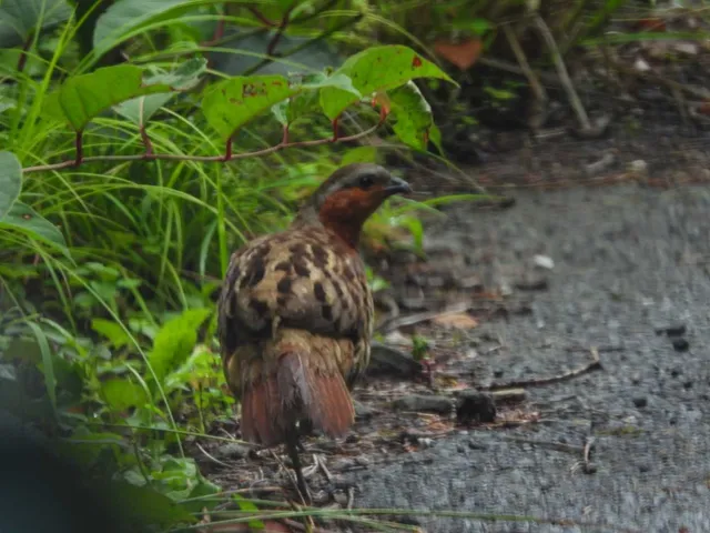 野鳥の写真