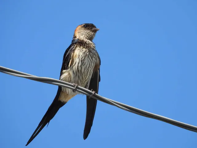 野鳥の写真
