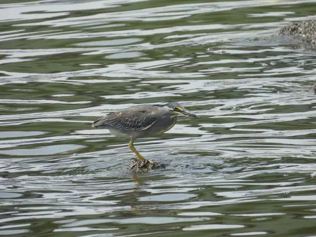 Species Image