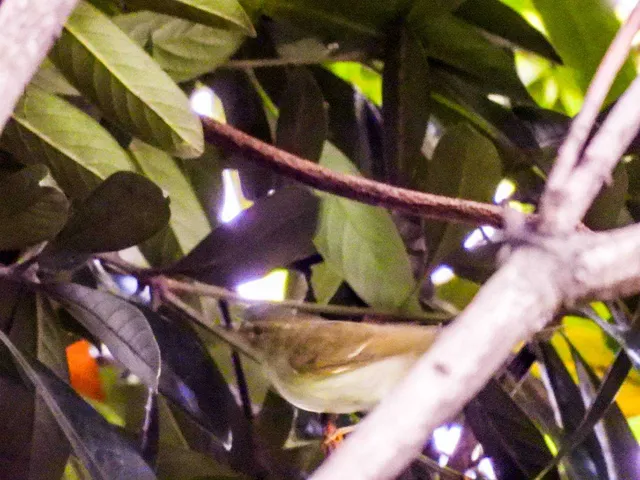 野鳥の写真