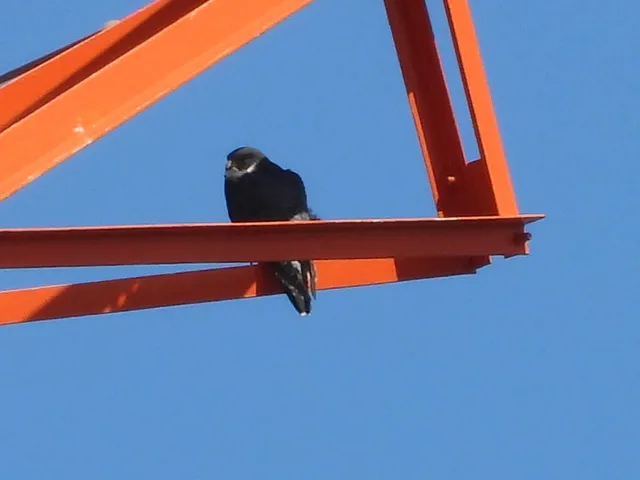 野鳥の写真