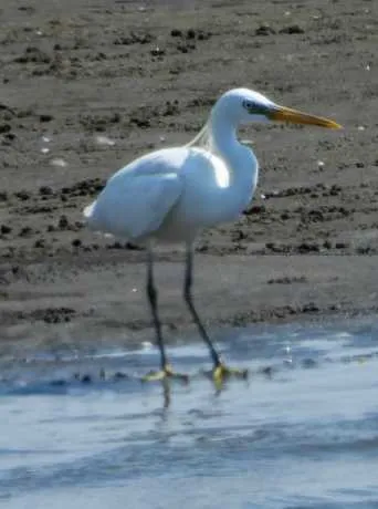 野鳥の写真