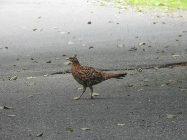 野鳥の写真
