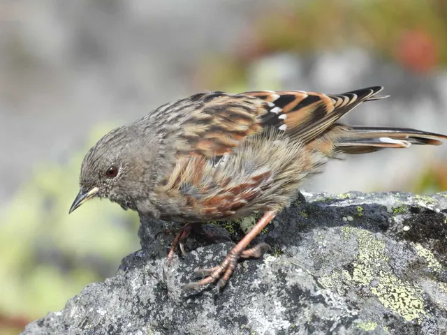 野鳥の写真