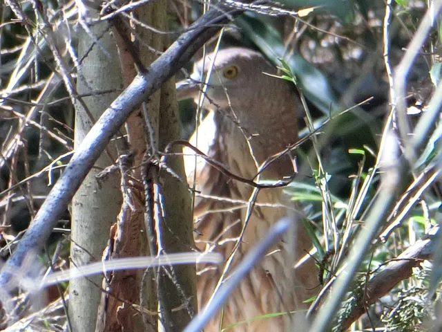 野鳥の写真