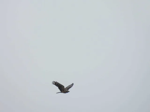 Species Image